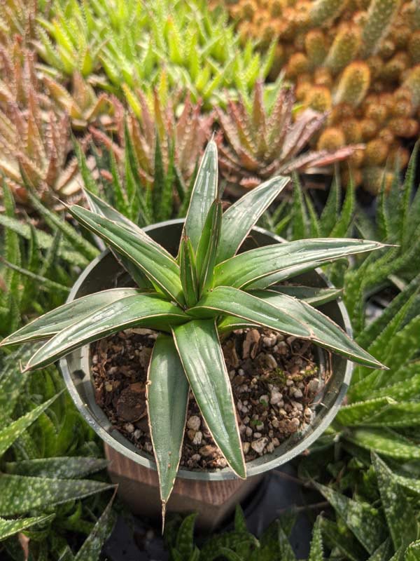 Lg. Popular Classic Round Queen Victoria Agave Plant (agave victoriae regina) - Image 11