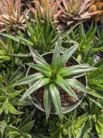Lg. Popular Classic Round Queen Victoria Agave Plant (agave victoriae regina) - Image 12