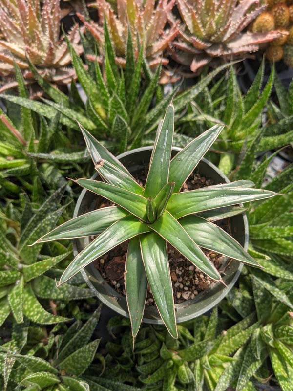 Lg. Popular Classic Round Queen Victoria Agave Plant (agave victoriae regina) - Image 12