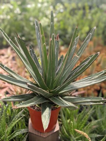 Lg. Popular Classic Round Queen Victoria Agave Plant (agave victoriae regina) - Image 13