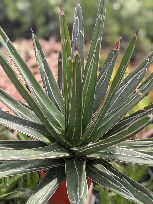 Lg. Popular Classic Round Queen Victoria Agave Plant (agave victoriae regina) - Image 9