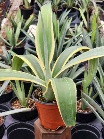 Lg. Variegated Arizona Star Soft Leaf Agave Plant (agave weberi) - Image 4