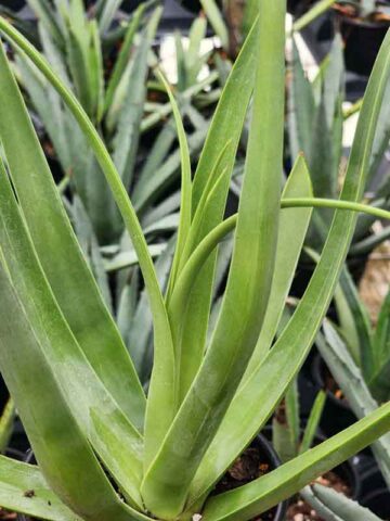 Lg. Medusa Agave Zuce Calamar Agave Plant (agave bracteosa) - Image 3