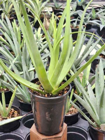 Lg. Medusa Agave Zuce Calamar Agave Plant (agave bracteosa) - Image 4