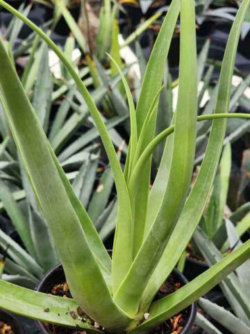 Lg. Medusa Agave Zuce Calamar Agave Plant (agave bracteosa) - Image 5