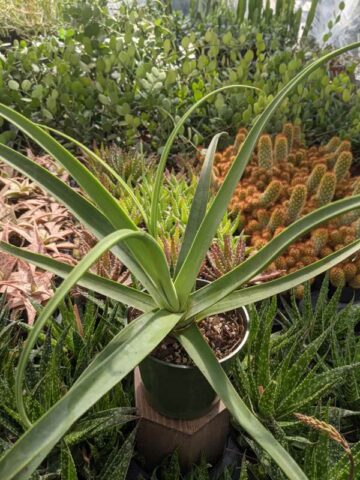 Lg. Medusa Agave Zuce Calamar Agave Plant (agave bracteosa) - Image 3