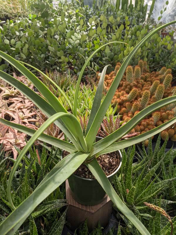 Lg. Medusa Agave Zuce Calamar Agave Plant (agave bracteosa) - Image 3