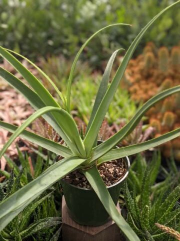 Lg. Medusa Agave Zuce Calamar Agave Plant (agave bracteosa) - Image 5