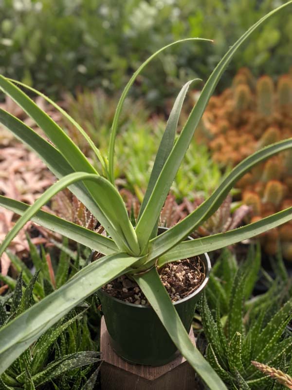 Lg. Medusa Agave Zuce Calamar Agave Plant (agave bracteosa) - Image 5