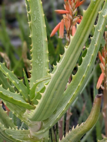 Lg. Rare Variegated Candelabra Aloe Plant (aloe arborescens var.) - Image 6