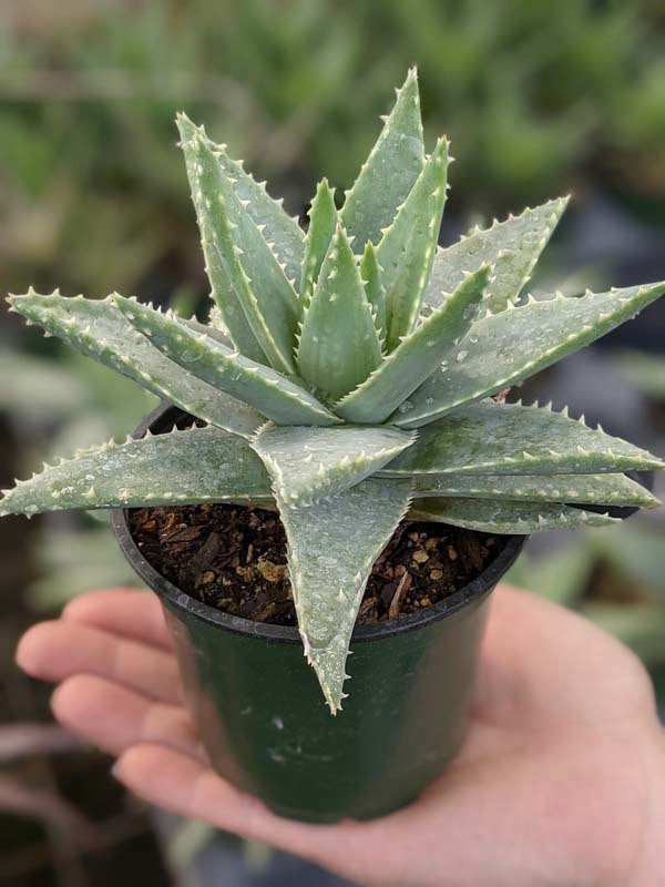 Lg. Symmetrical Crocodile Aloe Plant (aloe brevifolia) - Image 8