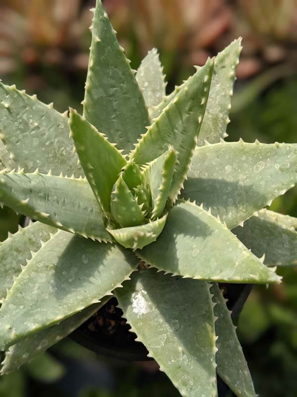 Lg. Symmetrical Crocodile Aloe Plant (aloe brevifolia) - Image 5