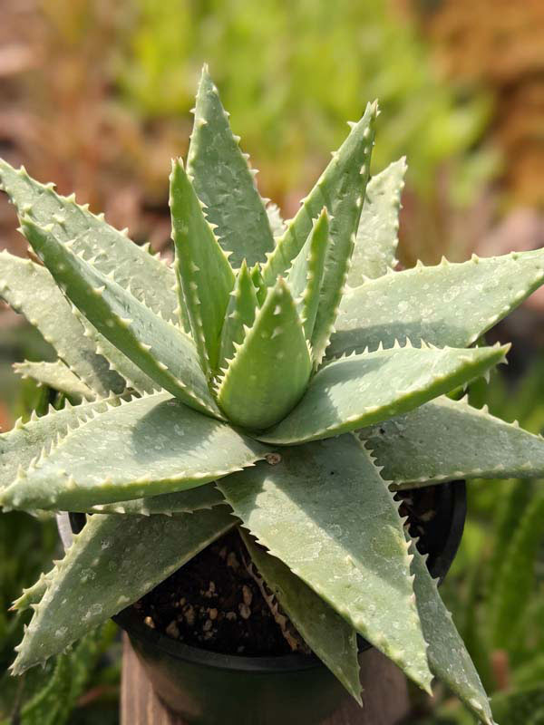 Lg. Symmetrical Crocodile Aloe Plant (aloe brevifolia) - Image 6