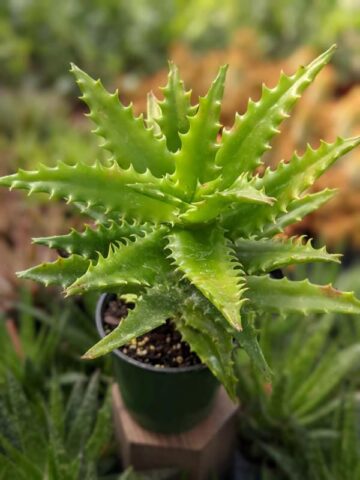 Popular Tiger Tooth Aloe Plant (aloe congolensis) - Image 5