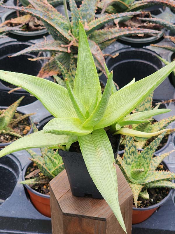 Stout Lemon Fallax Aloe (aloe deltoideodonta) - Image 2