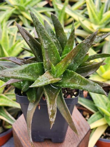 Charming Dwarf Red Tooth Aloe Plant (aloe sp) - Image 3