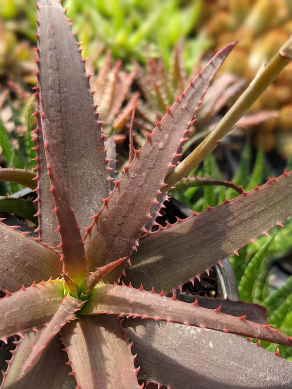 Charming Dwarf Red Tooth Aloe Plant (aloe sp) - Image 2