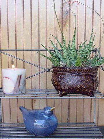Tropical Amazonica Aloe Plant (aloe fragilis)