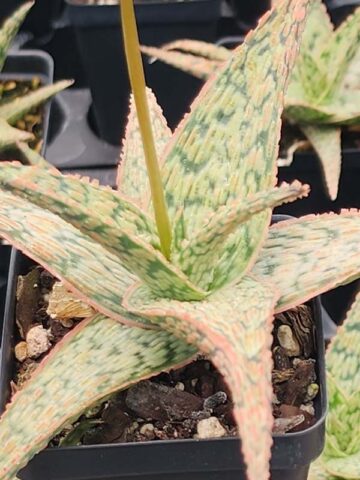 Decorative Blush Aloe Plant (aloe fragilis)