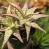 Decorative Blush Aloe Plant (aloe fragilis)
