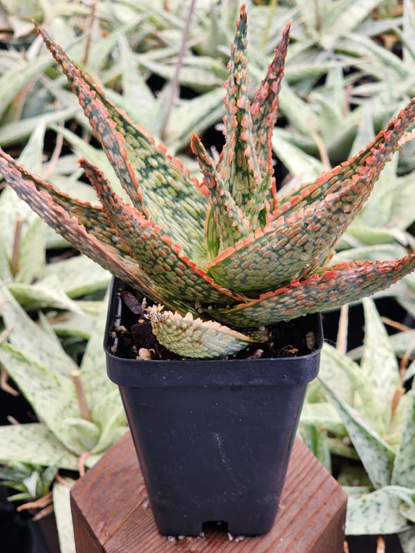 Petite Coral Edge Aloe Plant (aloe fragilis) - Image 2