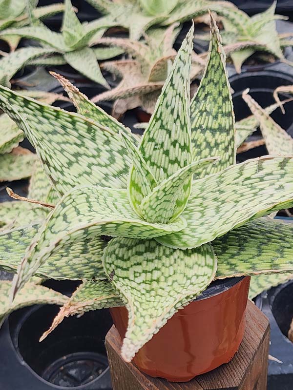 Lg. Speckled Delta Lights Aloe Plant (aloe fragilis) - Image 3