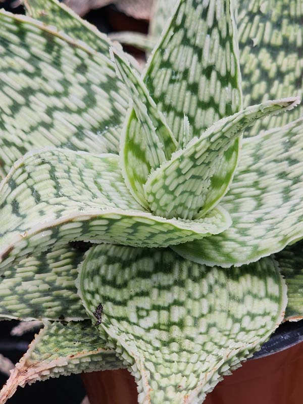 Lg. Speckled Delta Lights Aloe Plant (aloe fragilis) - Image 2