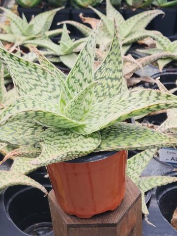 Lg. Speckled Delta Lights Aloe Plant (aloe fragilis)