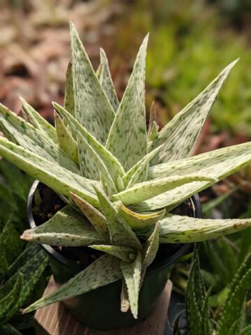 Alternative view of New Imported Kenya Silver Aloe Plant (aloe fragilis)