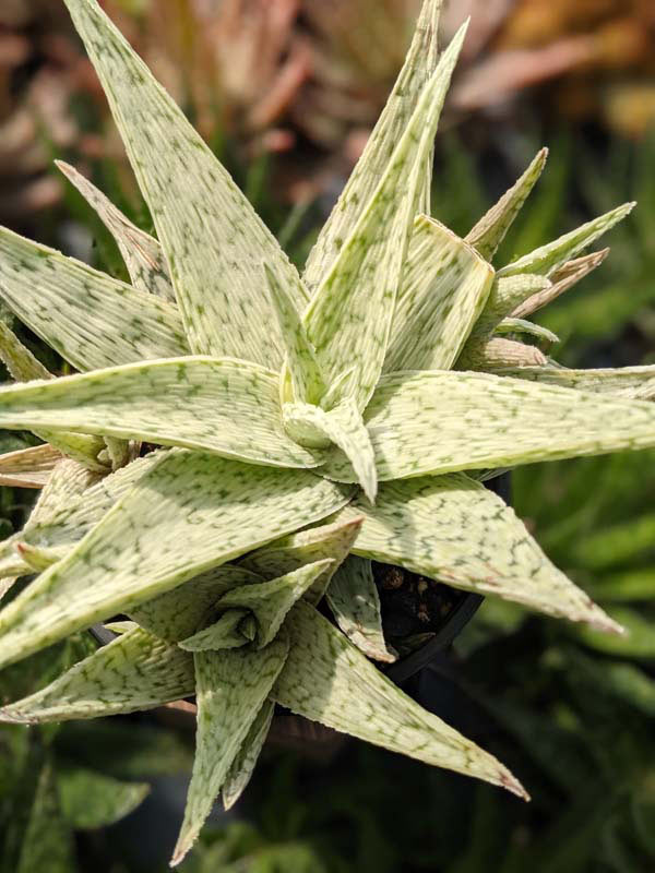 New Imported Kenya Silver Aloe Plant (aloe fragilis) - Image 3