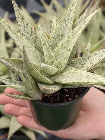 New Imported Kenya Silver Aloe Plant (aloe fragilis) - Image 4
