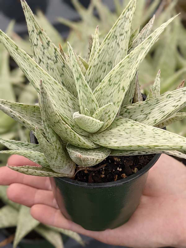 New Imported Kenya Silver Aloe Plant (aloe fragilis) - Image 4