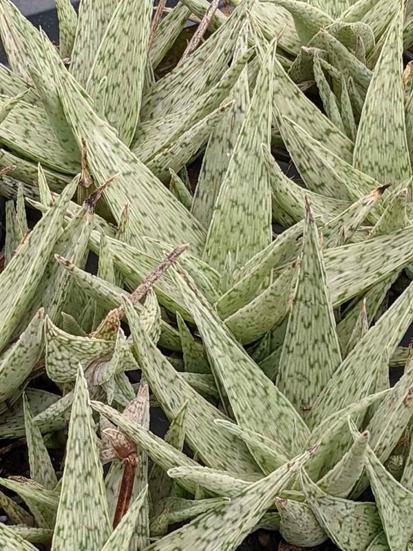 New Imported Kenya Silver Aloe Plant (aloe fragilis) - Image 5