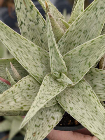 New Imported Kenya Silver Aloe Plant (aloe fragilis) - Image 6