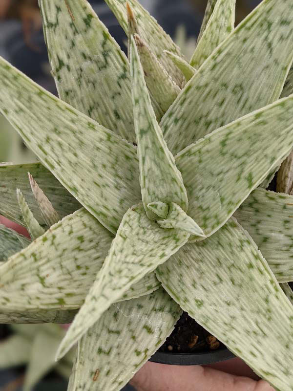 New Imported Kenya Silver Aloe Plant (aloe fragilis) - Image 6