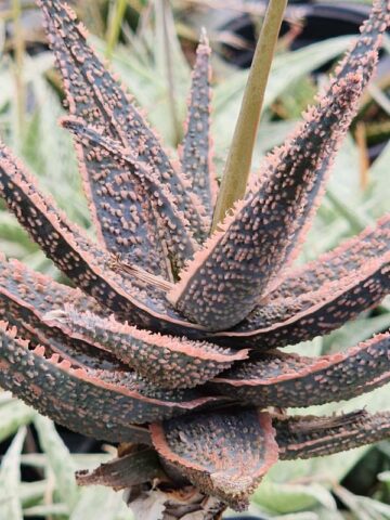 Easy to Grow! Burnt Orange Glow Aloe (aloe fragilis) - Image 5