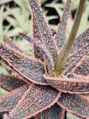 Easy to Grow! Burnt Orange Glow Aloe (aloe fragilis)