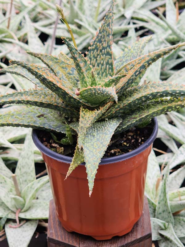 Lg. Tough Little Gator Aloe Plant (aloe fragilis) - Image 4