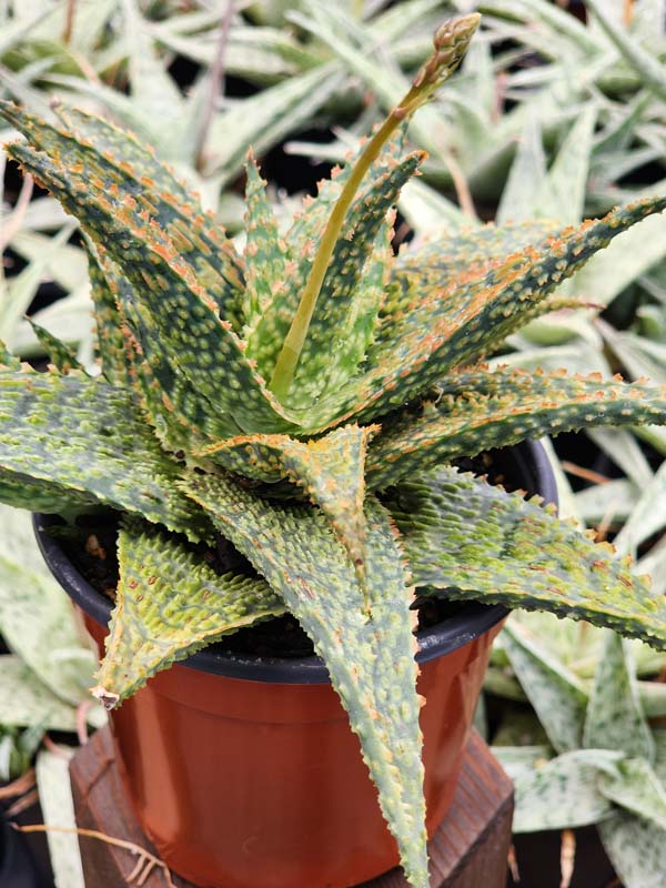 Lg. Tough Little Gator Aloe Plant (aloe fragilis) - Image 6