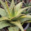 Lg. Tough Little Gator Aloe Plant (aloe fragilis)