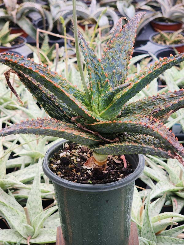 Lg. Popular Lavender Viper Aloe Plant (aloe fragilis) - Image 4