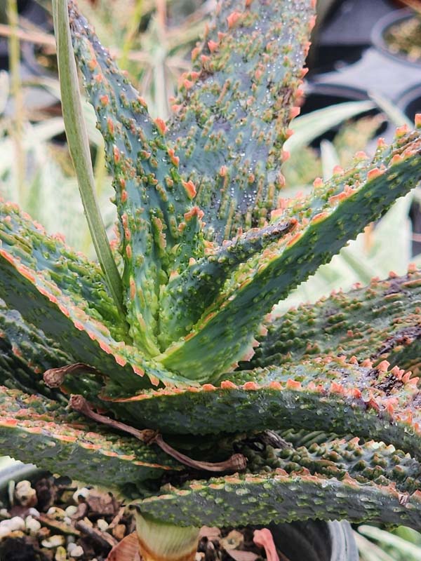 Lg. Popular Lavender Viper Aloe Plant (aloe fragilis) - Image 3