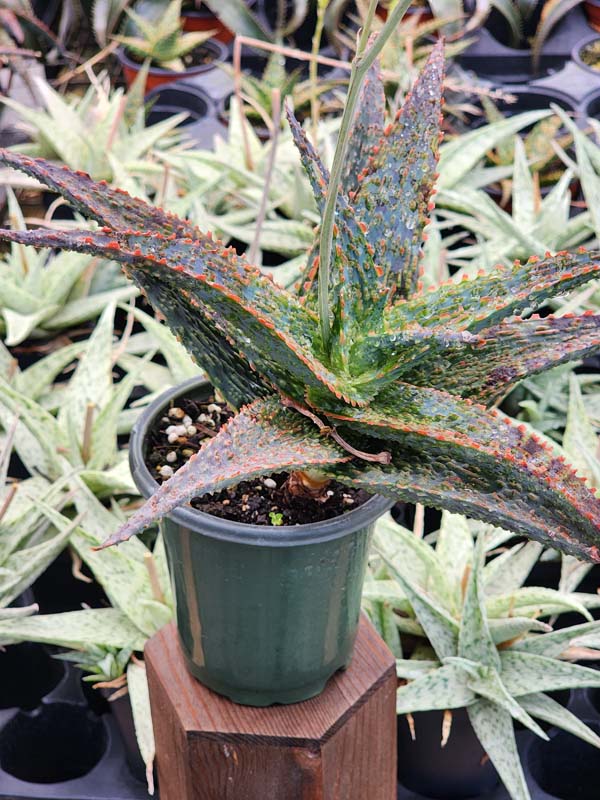 Lg. Popular Lavender Viper Aloe Plant (aloe fragilis) - Image 2