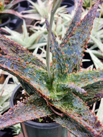 Lg. Popular Lavender Viper Aloe Plant (aloe fragilis)