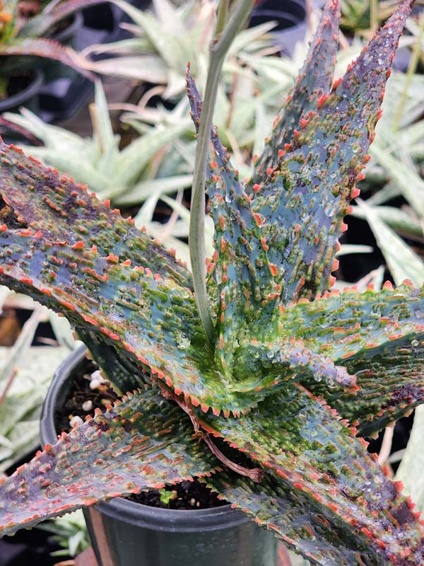 Lg. Popular Lavender Viper Aloe Plant (aloe fragilis)