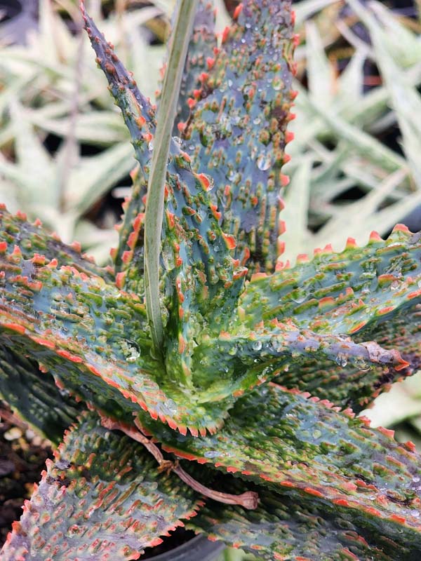 Lg. Popular Lavender Viper Aloe Plant (aloe fragilis) - Image 5
