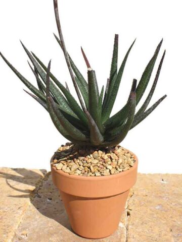 Delicate Gastrolea Midnight Aloe Plant (aloe fragilis)