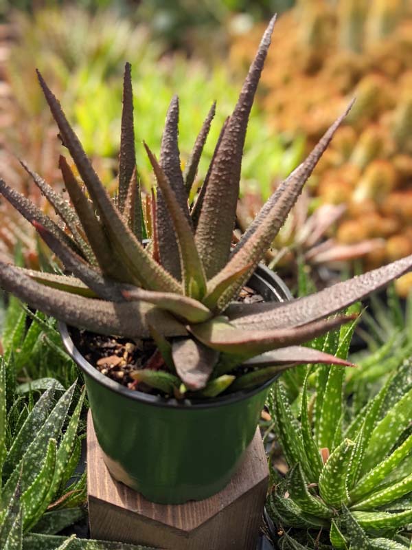 Delicate Gastrolea Midnight Aloe Plant (aloe fragilis)