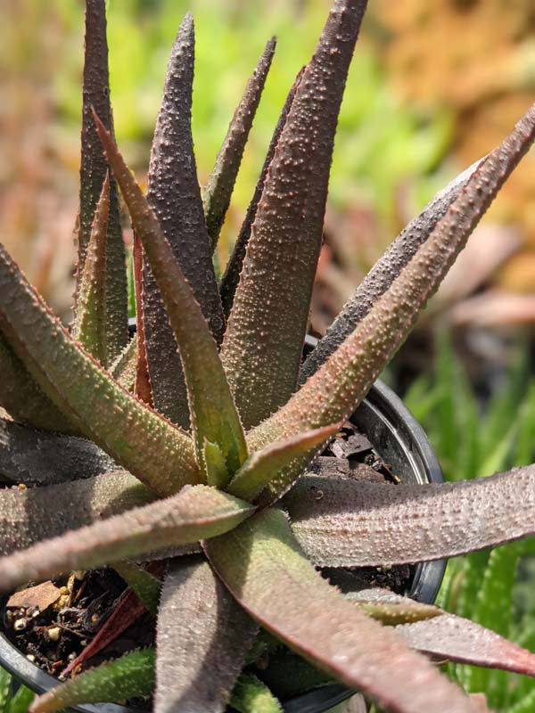 Delicate Gastrolea Midnight Aloe Plant (aloe fragilis) - Image 2