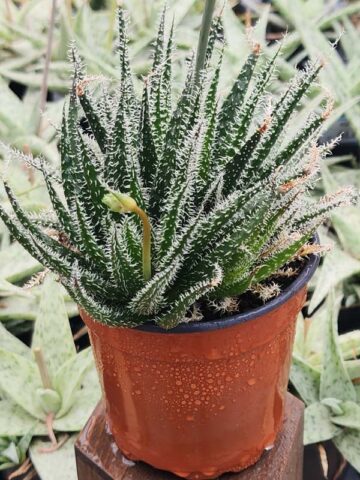 Lg. Rare Haworthioies Aloe Plant (aloe x haworthia) - Image 3